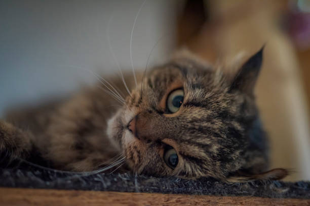 istock Tabby brown gray cat with long ears and green eyes 1355480437