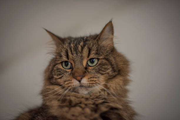 istock Tabby brown gray cat with long ears and green eyes 1355480450