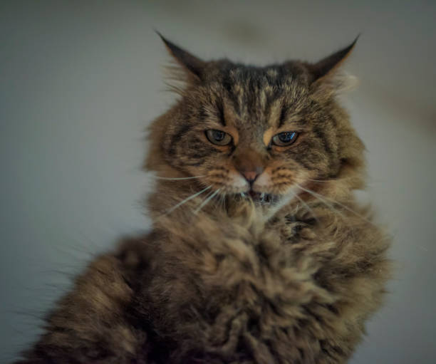 istock Tabby brown gray cat with long ears and green eyes 1355480466