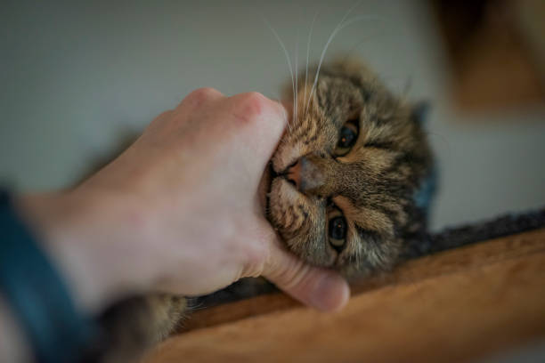 istock Tabby brown gray cat with long ears and green eyes 1355480468