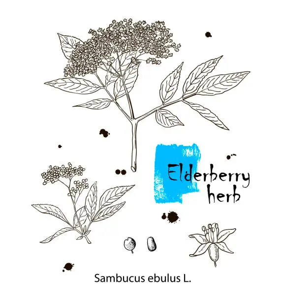 Vector illustration of Ink elderberry herbal illustration. Hand drawn botanical sketch style. Absolutely vector. Good for using in packaging - tea, condinent, oil etc - and other applications