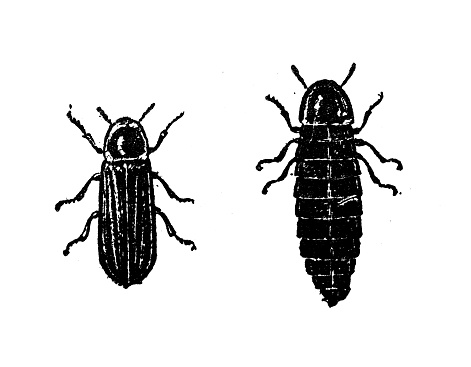 Antique illustration: Lampyris noctiluca, common glow-worm