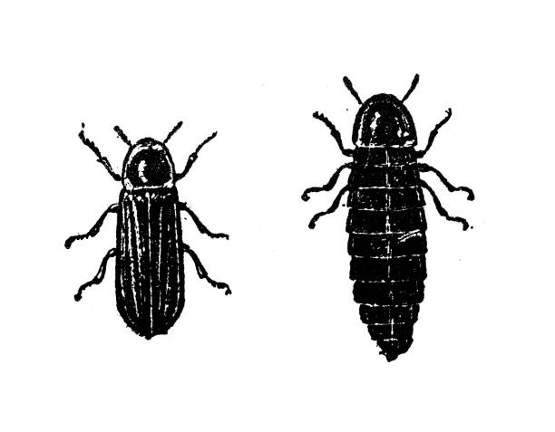 Antique illustration: Lampyris noctiluca, common glow-worm Antique illustration: Lampyris noctiluca, common glow-worm lampyris noctiluca stock illustrations