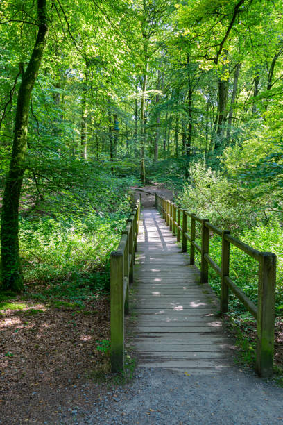 istock View of a wooden bridge. 1355481806
