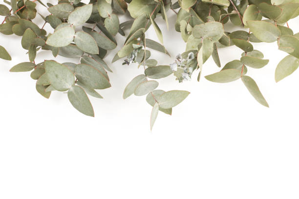 istock Eucalyptus branches with leaves isolated on a white background 1355482807