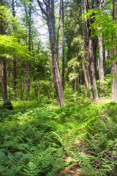 istock hiking trail mount tom connecticut 1355483224