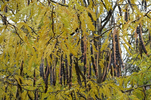 Numerous seed pods in yellow leafage of honey locust tree in October