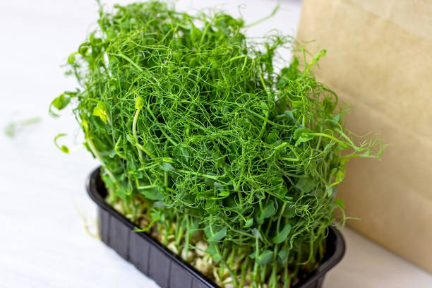 istock Fresh green peas sprouts of growing microgreen for eating on light background 1355485742