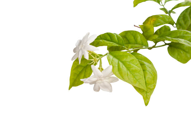 istock Jasminum flower bloom with space isolated on white background included clipping path. 1355485927