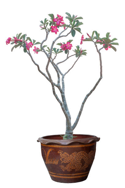 ピンクの砂漠のバラ、模擬ツツジ、ピンクビグノニアまたはクリッピングパスと白い背景に分離されたポットでインパラユリの花。 - azalea flower pot rhododendron isolated ストックフォトと画像