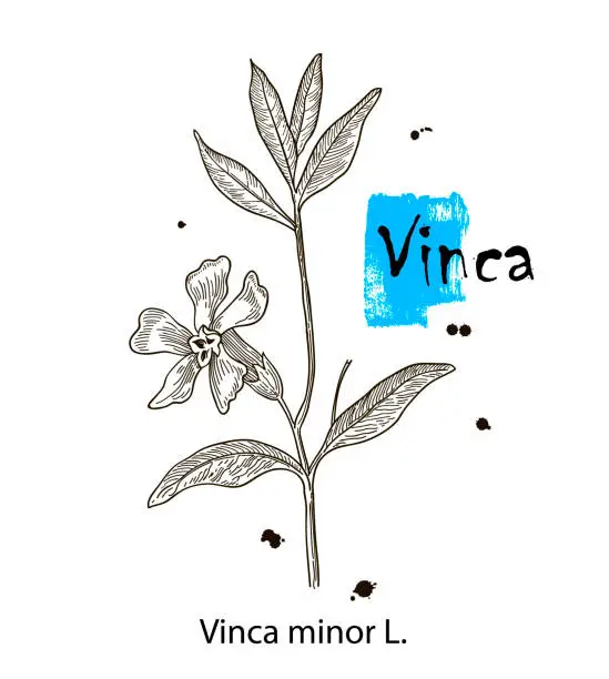 Vector illustration of Vinca minor, vintage engraved illustration. More realistic botanical illustration. Image for your design.