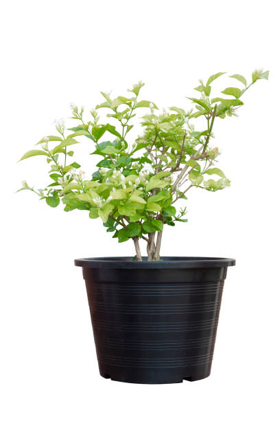 Jasmine flower bloom in black plastic pot isolated on white background included clipping path.