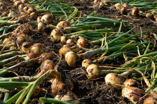 istock Eco onion harvest in kitchen garden, onion banner 1355486218