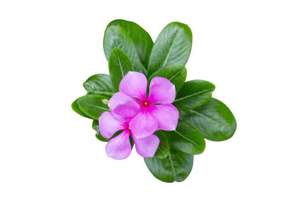 catharanthus roseus lub kwiat barwinka madagaskaru izolowany na białym tle zawierał ścieżkę przycinającą. - catharanthus zdjęcia i obrazy z banku zdjęć