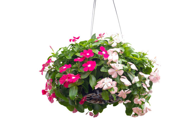 istock Fresh catharanthus roseus or Madagascar periwinkle flower bloom and hanging in back plastic pot in the garden isolated on white background included clipping path. 1355486321