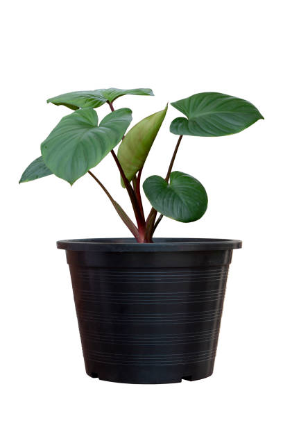istock Homalomena rubescens growing in black plastic pot isolated on white background included clipping path. 1355486494