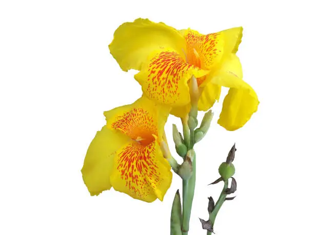 Fresh yellow canna lily flower isolated on white background with clipping path.