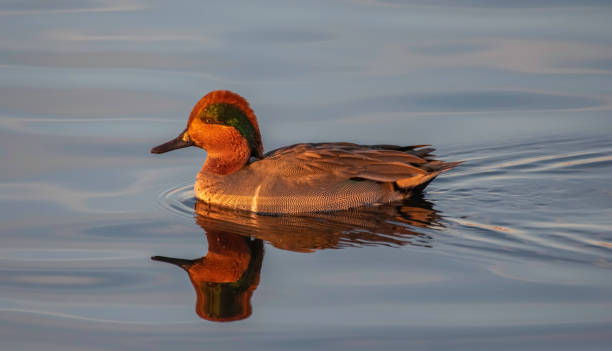 Dreamy Green-Winged Teal Duck Close up of a male green-winged teal duck swimming past at sunset. green winged teal duck stock pictures, royalty-free photos & images