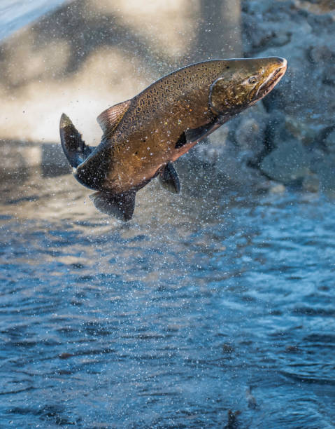 salmone frizzante - wild water foto e immagini stock