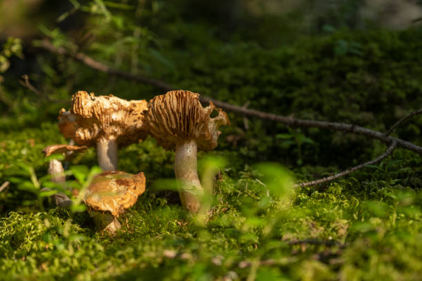 istock Mushroom in the woods 1355487425
