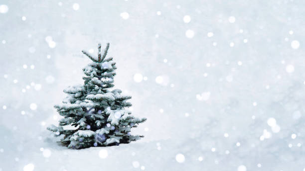istock A Christmas tree with snow on the branches in an open space stands in a snowfall. 1355487704