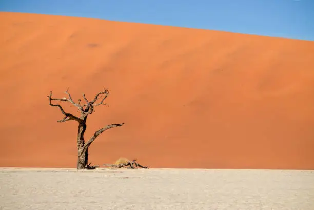 Photo of The famous place Deadvlei. Beautiful landscape in the Namib desert