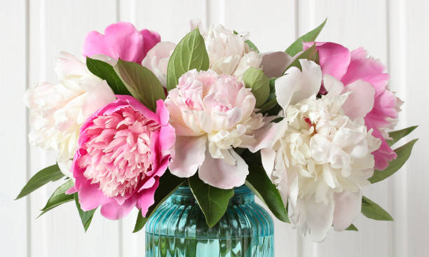 istock pink and white peonies as a natural background 1355488575