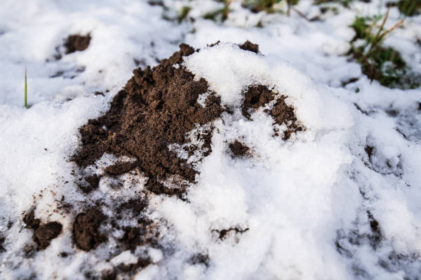 istock Snowy mole dug on a sunny autumn day. The snow is melting 1355491172