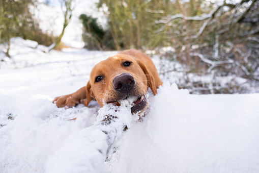 A red fox labrador retriever playing in the snow with a stick.