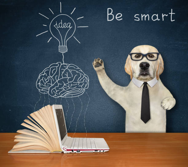 istock Dog labrador near light bulb above brain 2 1355492140