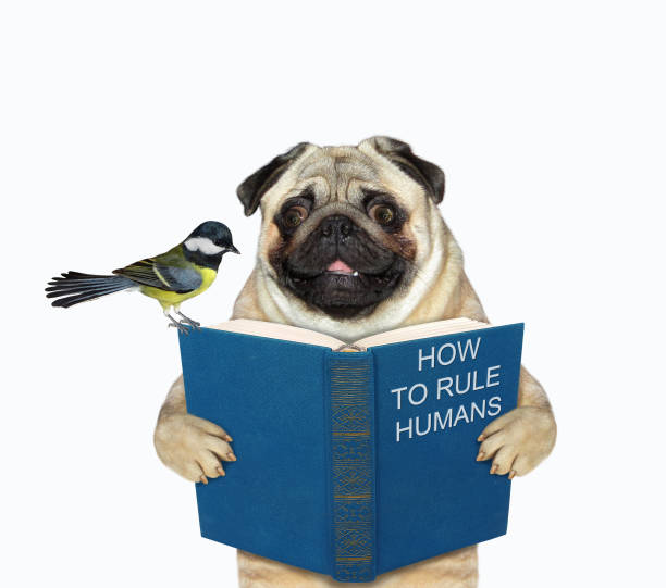 istock Dog pug reads funny book 1355492248