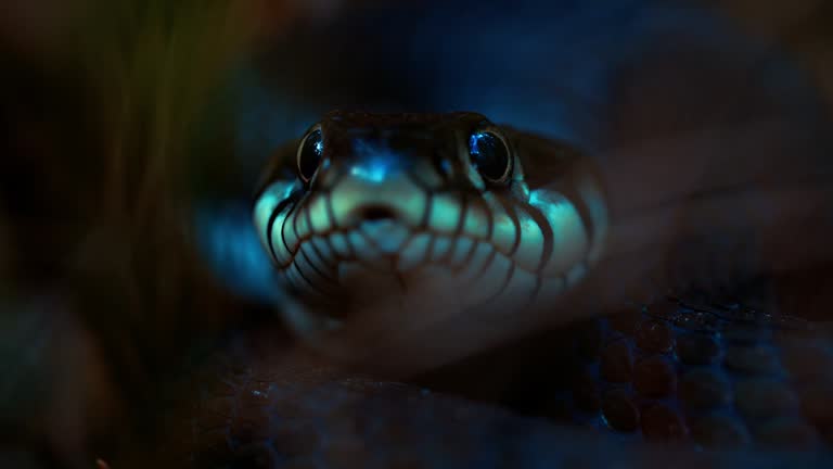 A close-up of a snake looking directly into the camera. A live snake sticks out its tongue. River already in nature. The reptile defends its territory. High quality 4k footage