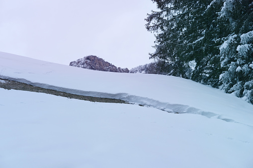 large crack in snow to ground, the beginning of an avalanche, a snow board, a beautiful winter landscape, snow-covered fluffy spruces, walks in winter white forest, heavy snowfall, avalanche danger
