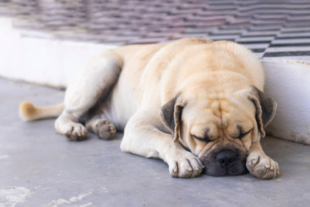 istock Adorable pug dog lying on floor at home 1355495214