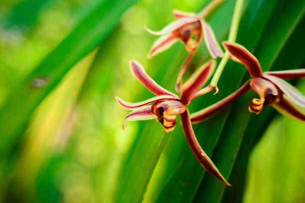 Moth orchid on natural background