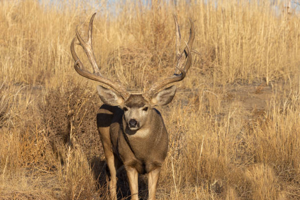 istock Mule Deer Buck in Rut in Colorado 1355496830
