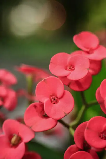 Photo of Crown of thorns is a succulent plant grown in gardens. It is scientifically named as Euphorbia Milii