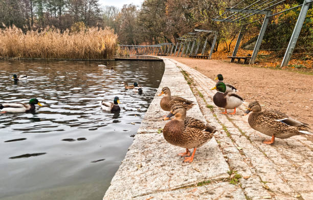 istock Duck family at the duck pond 1355498027