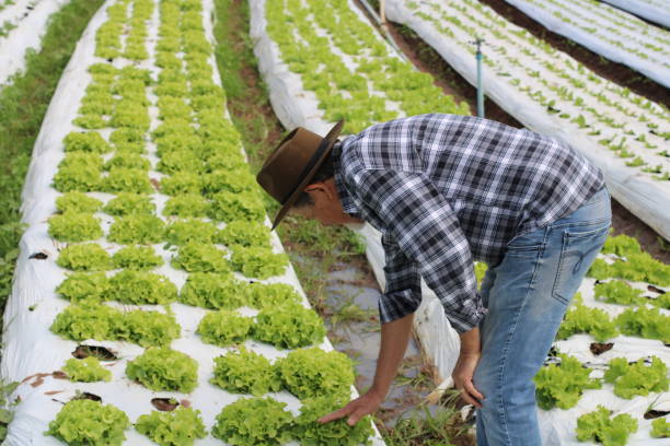 istock rural producer 1355498293