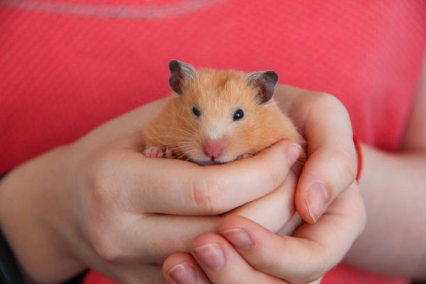 istock Girl holding a hamster in her hands 1355498397