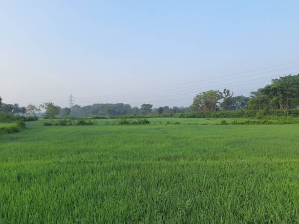 istock Green field of rice. 1355499408