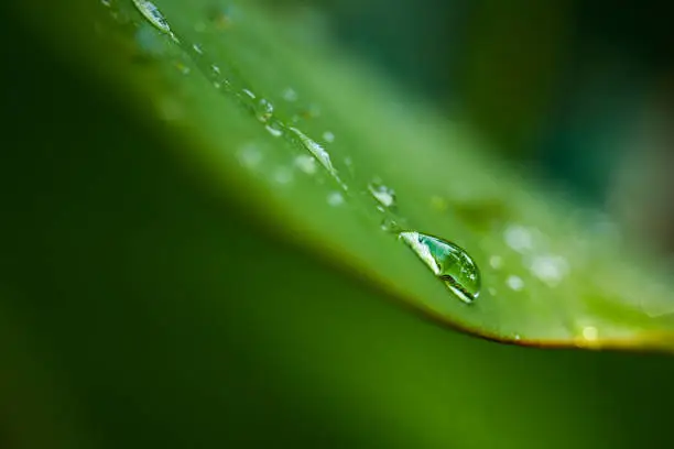Photo of Rain drops stuck on green leaf