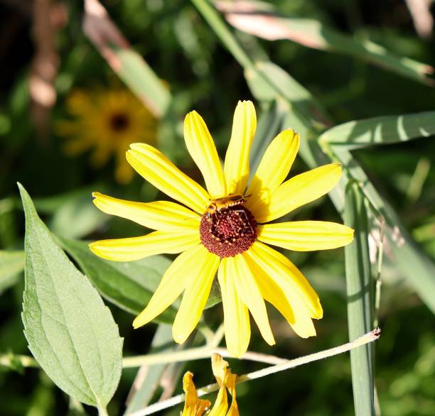 istock Bright Yellow Wildflower 1355499479