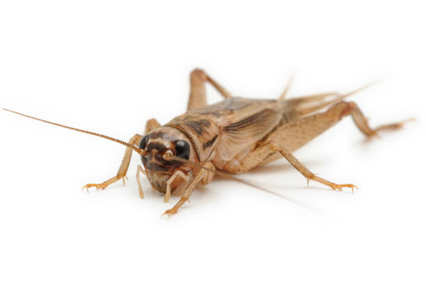 grillo doméstico (acheta domesticus) sobre fondo blanco - grillo fotografías e imágenes de stock