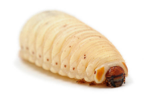 istock Pachnoda marginata larva (Dola's) on a white background 1355499782