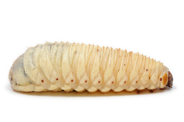 istock Pachnoda marginata larva (Dola's) on a white background 1355499786