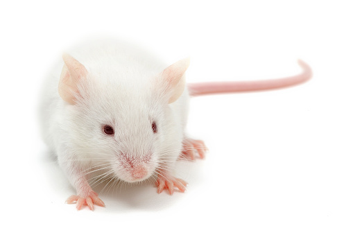 Mus musculus domesticus, the Western European house mouse, is a subspecies of the house mouse (Mus musculus). This picture has been taken in studio with a captive bred animal.