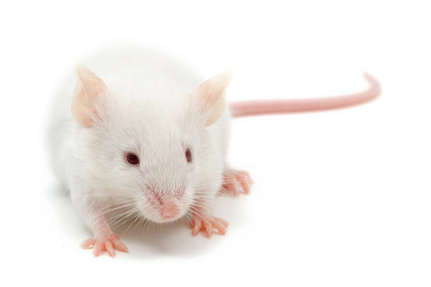 Western European house mouse (Mus musculus domesticus) on a white background Mus musculus domesticus, the Western European house mouse, is a subspecies of the house mouse (Mus musculus). This picture has been taken in studio with a captive bred animal. mus musculus stock pictures, royalty-free photos & images
