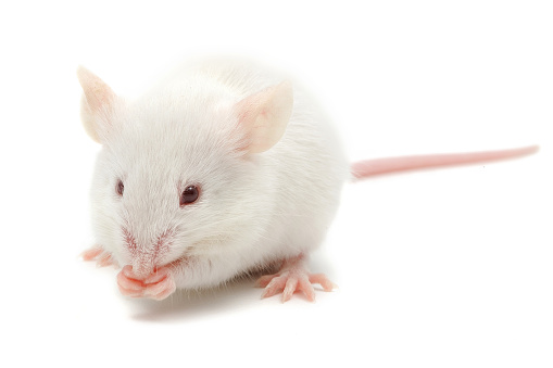 Mus musculus domesticus, the Western European house mouse, is a subspecies of the house mouse (Mus musculus). This picture has been taken in studio with a captive bred animal.