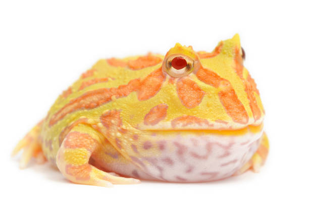 istock Cranwell's horned frog (Ceratophrys cranwelli) albinos on a white background 1355500361